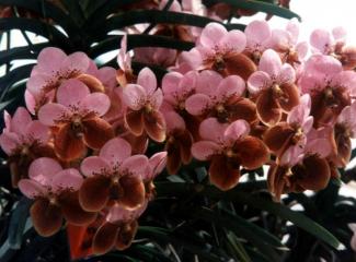 Waling-waling may soon be named national flower